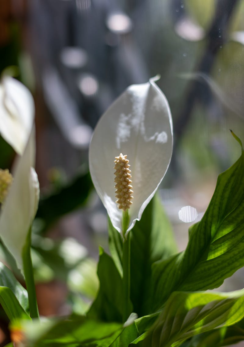 Trachycarpus fortunei: 10 anni di osservazioni dirette