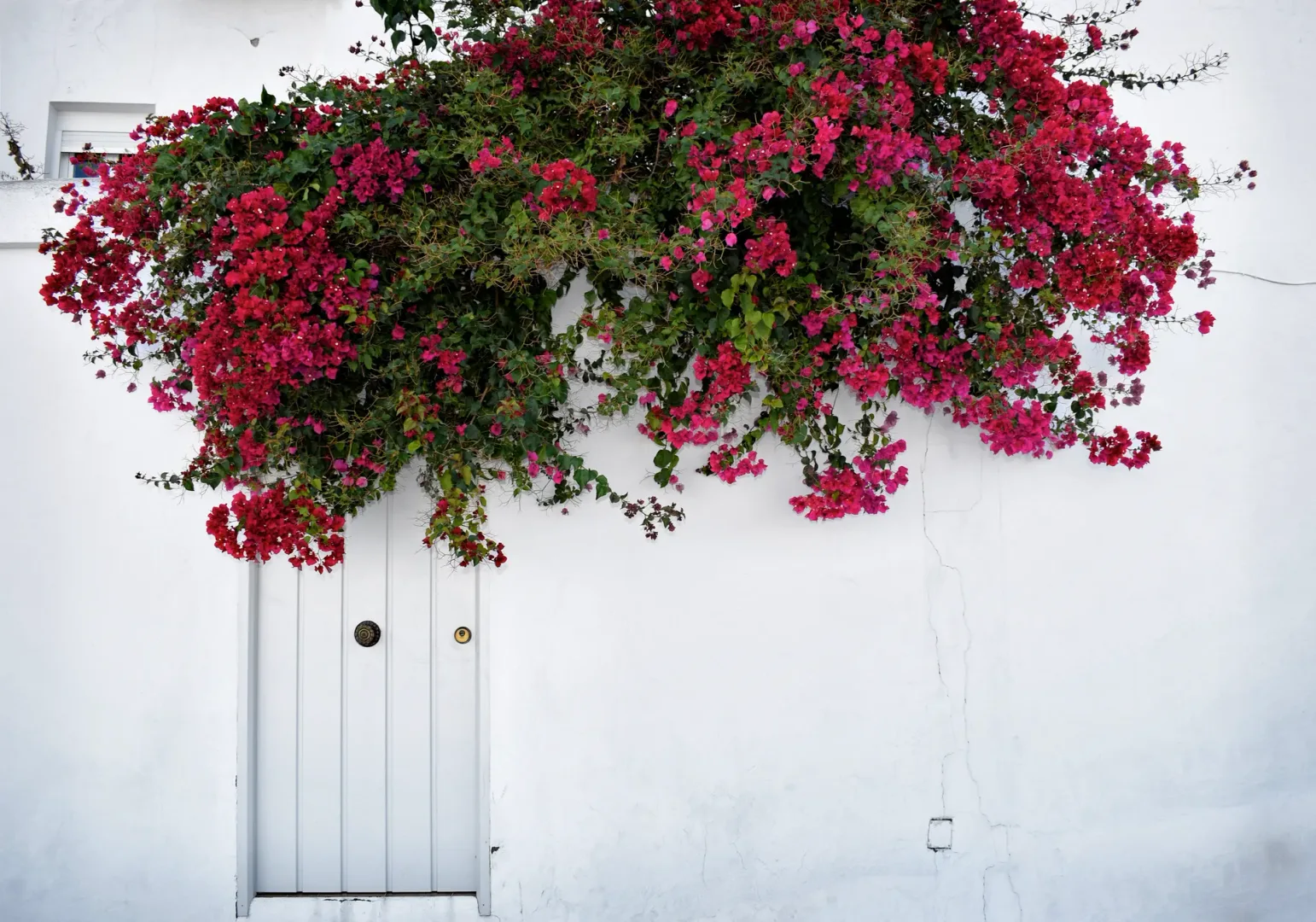 bougainvillea