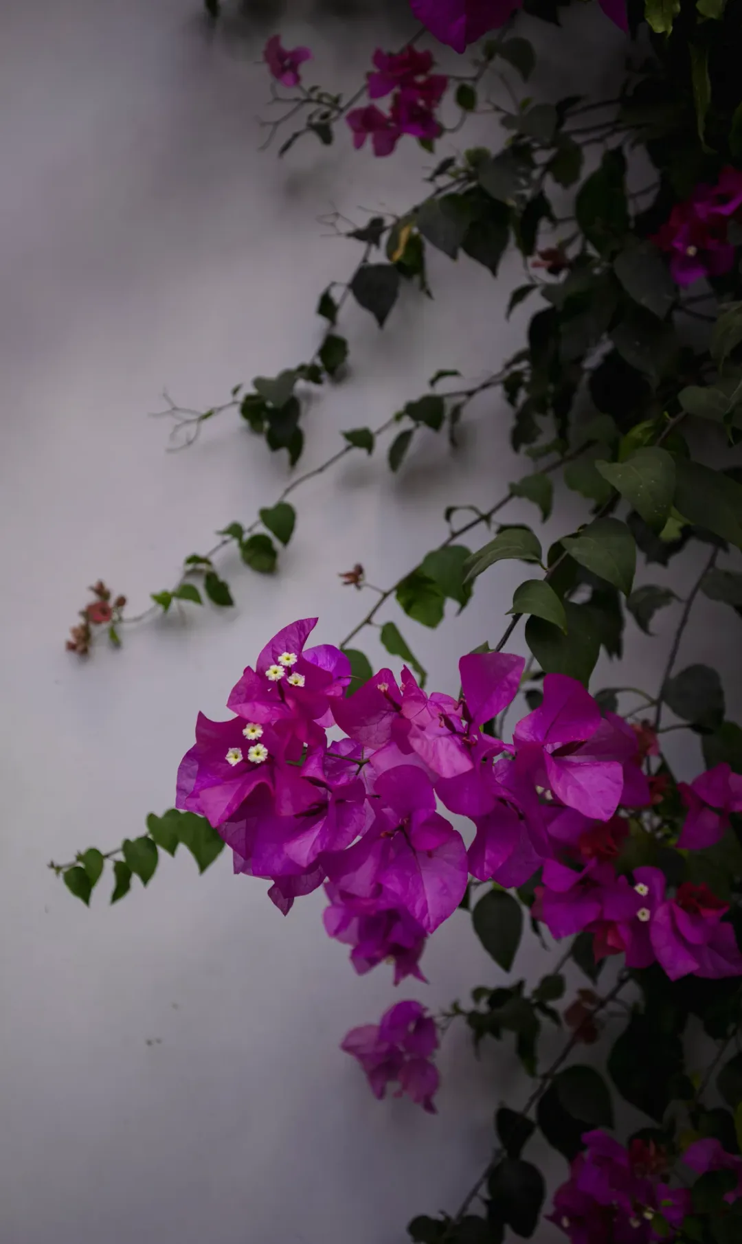 Bougainvillea glabra Sanderiana violet bracts
