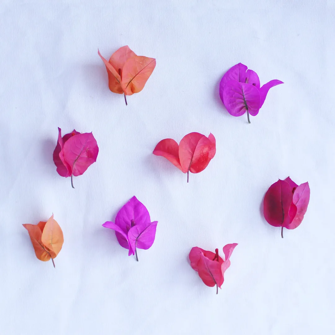 Bougainvillea