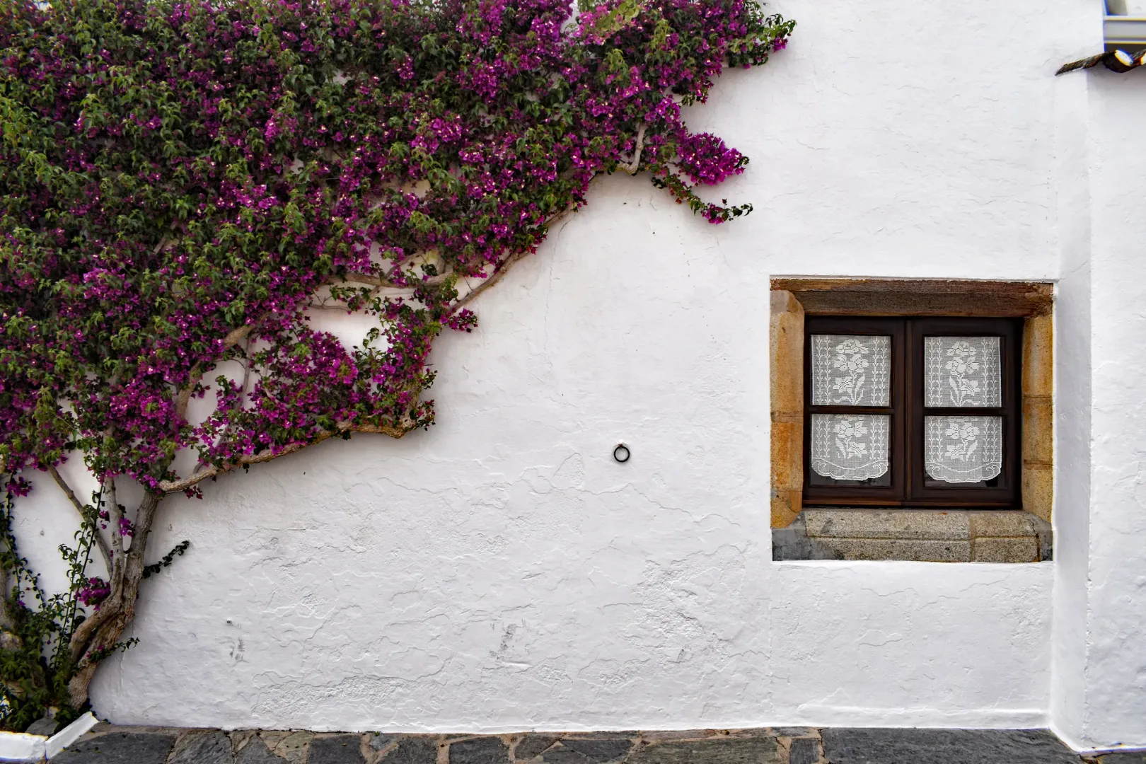 bougainvillea