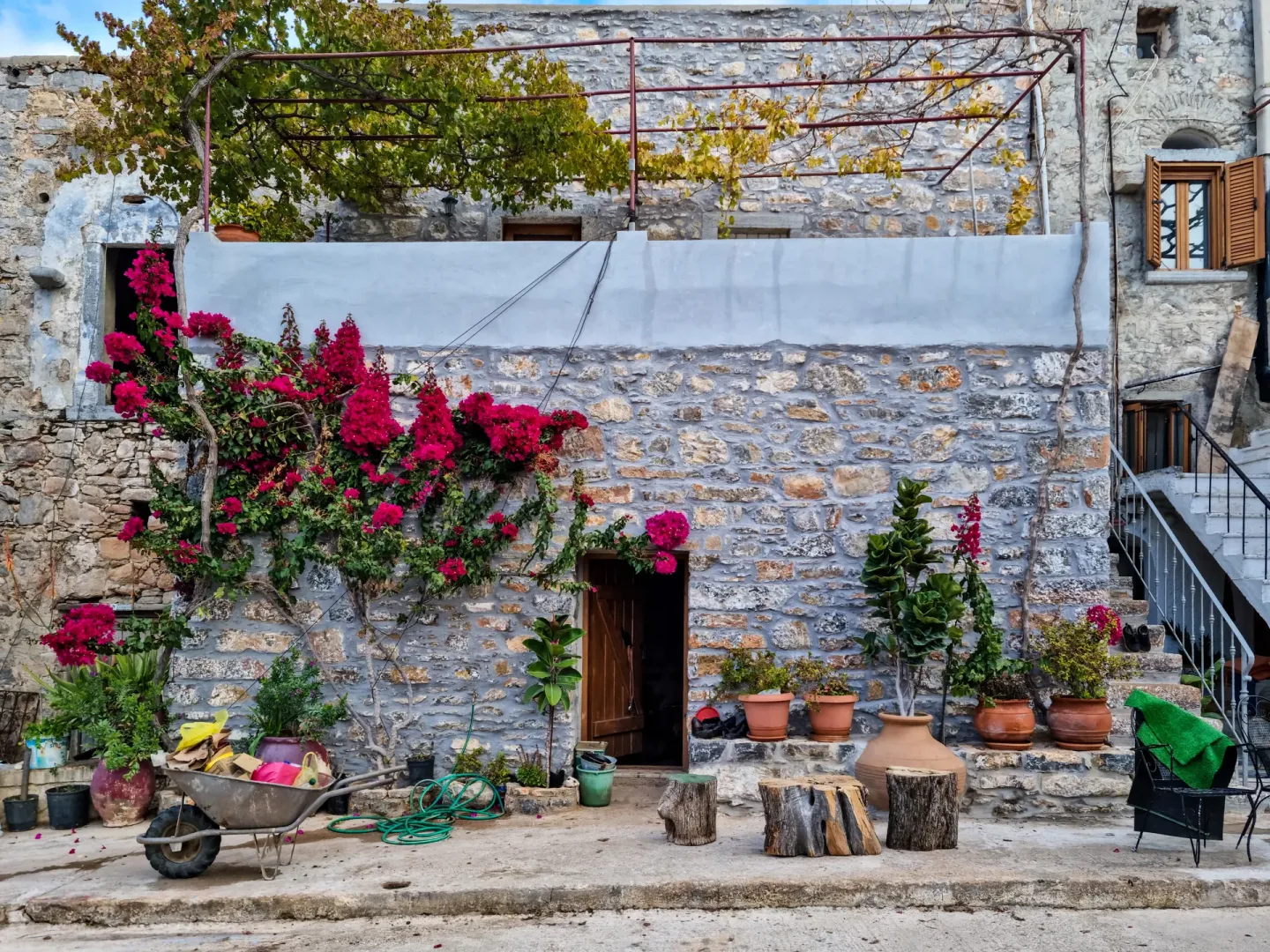 Bougainvillea potted protected north italy winter