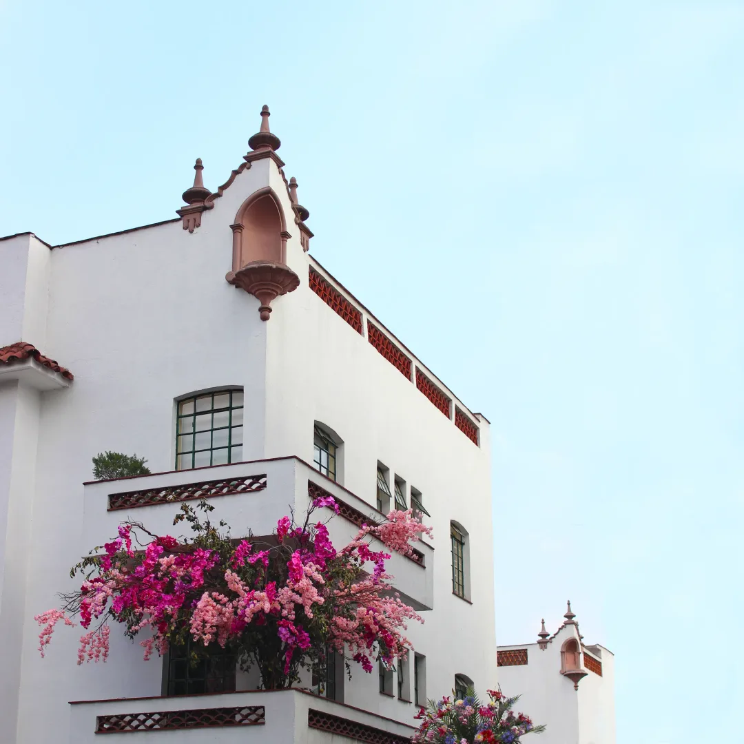 bougainvillea