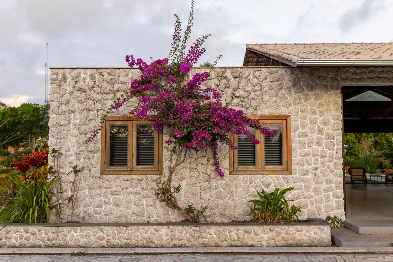 bougainvillea