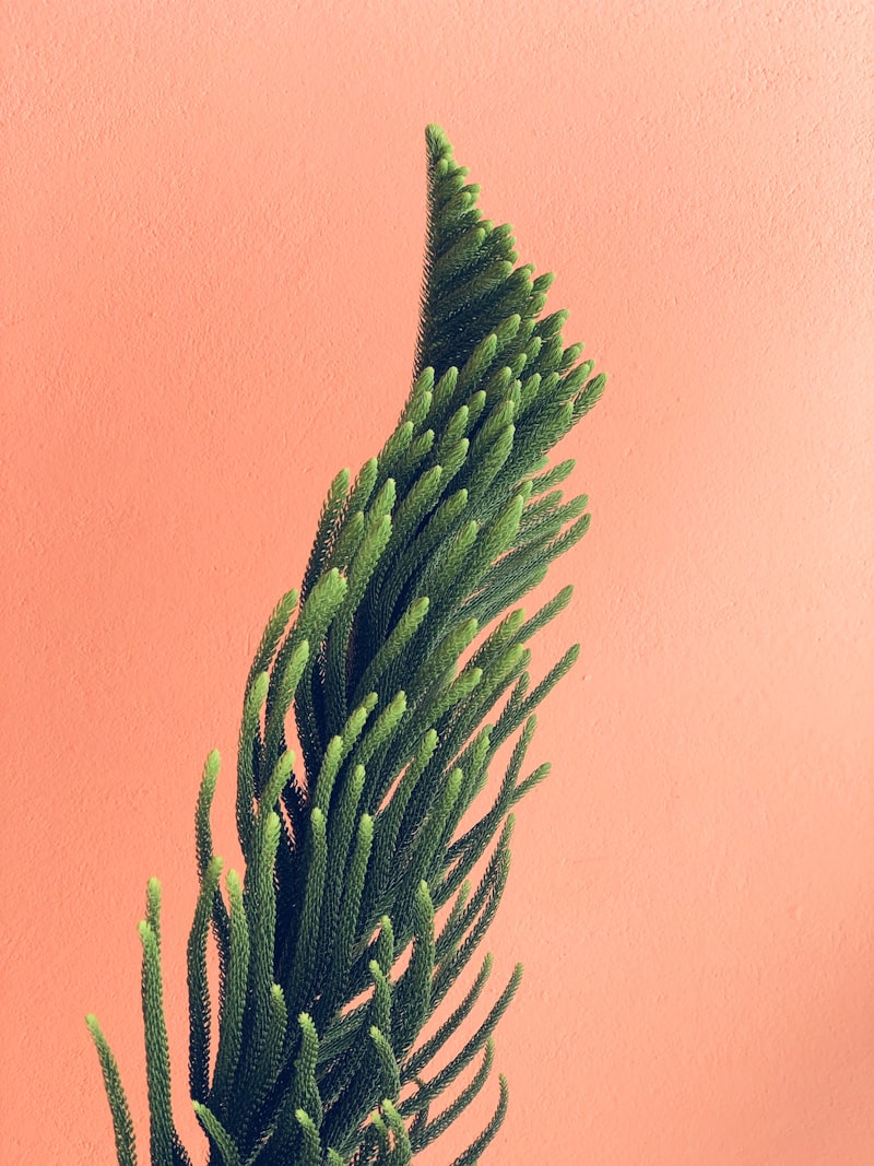 Norfolk Pine